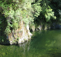 NZ photo by Ithilwen: 5 minutes from Rivendell at Kaitoke National Park.